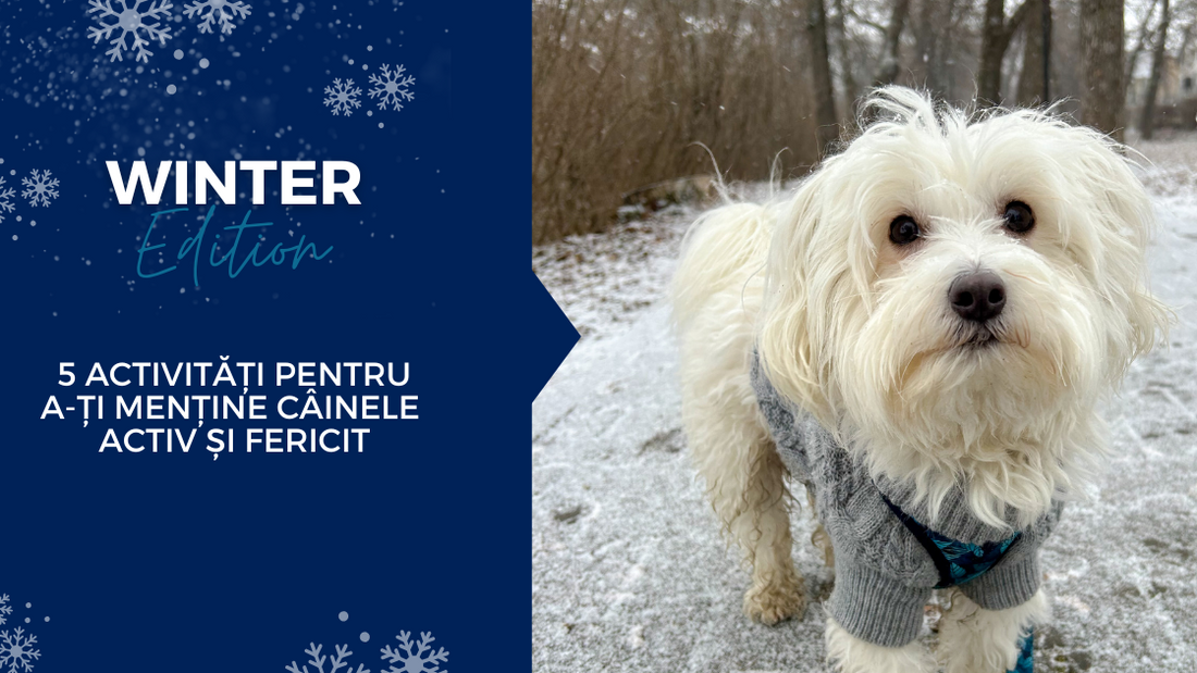 cum sa iti mentii cainele activ pe timpul iernii, sfaturi.