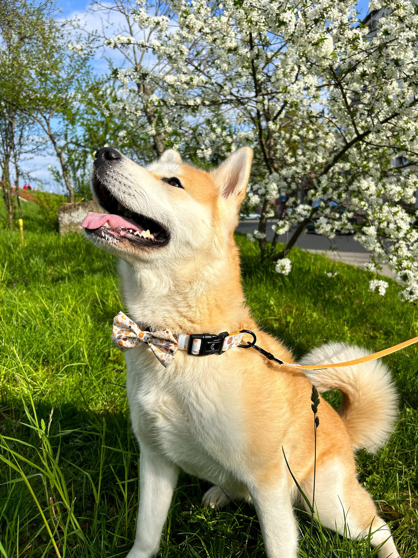 Akita inu purtand setul cu zgarda flori oranj