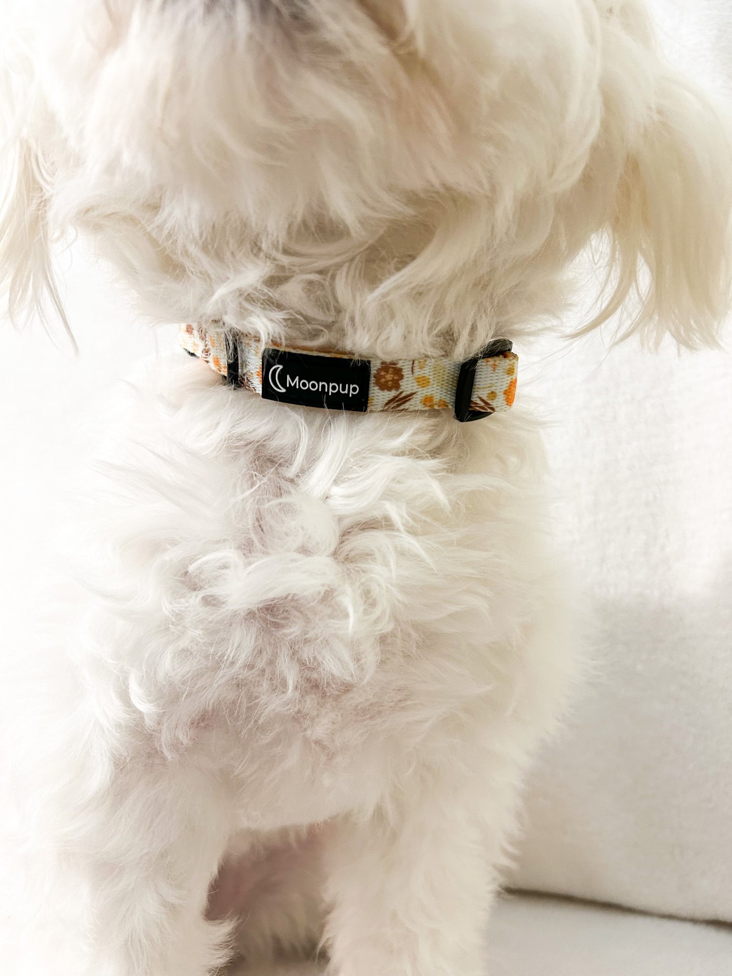 Bichon purtand zgarda ajustabila flori oranj