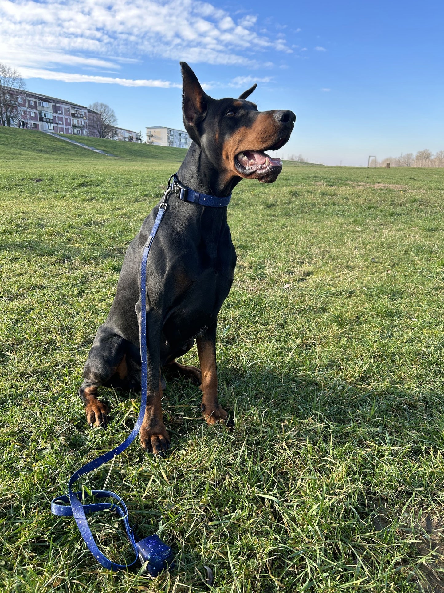 Doberman purtand set cu zgarda lesa si suport saci menajeri