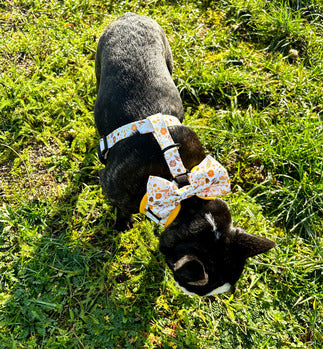 fundita atasata pe ham caini purtat de un buldog francez