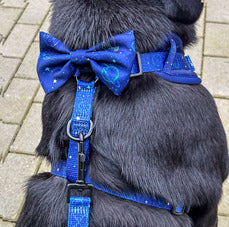 fundita caini si ham pe labrador negru