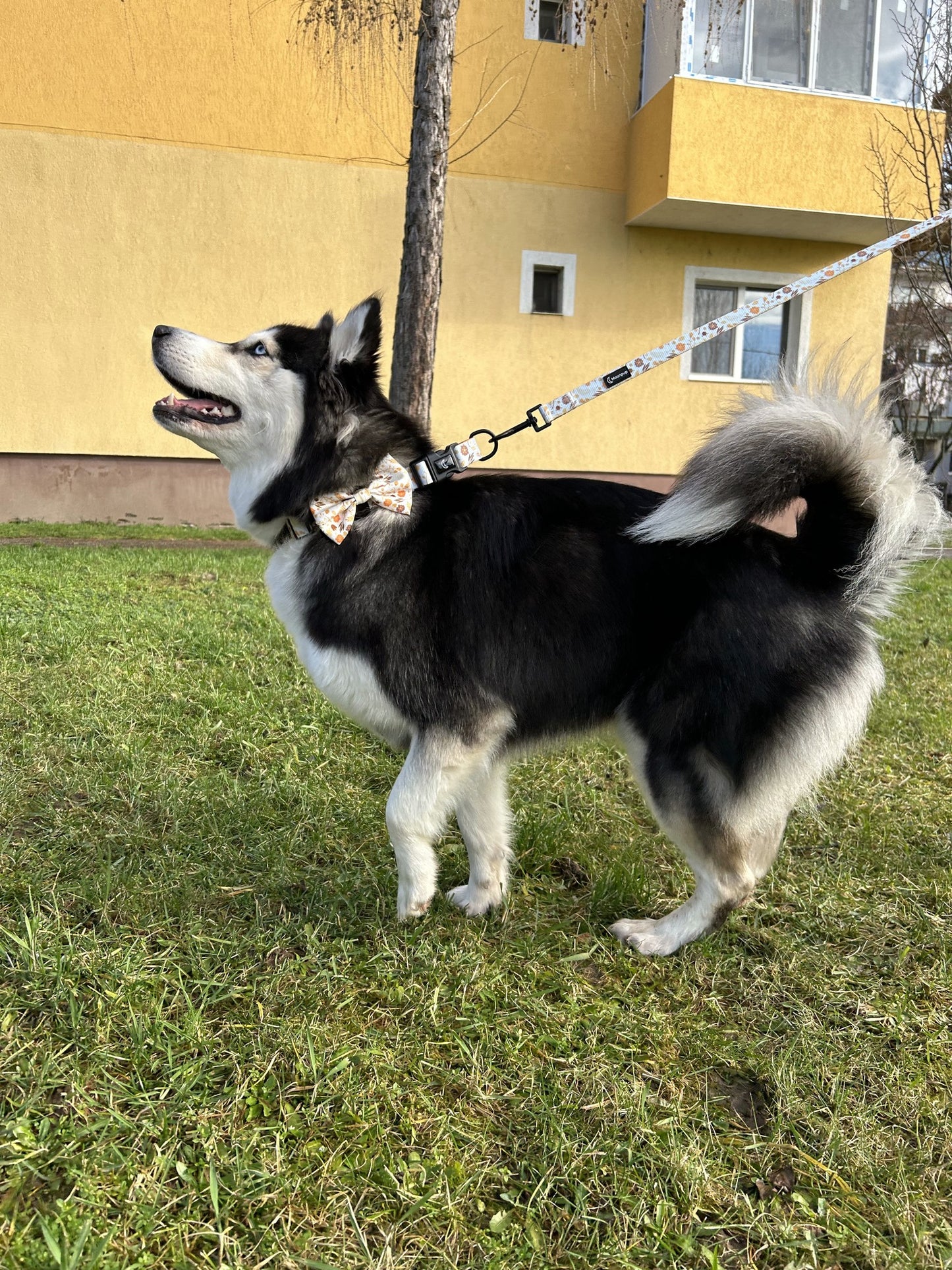 Husky purtand zgarda reglabila pentru caini cu fundita.