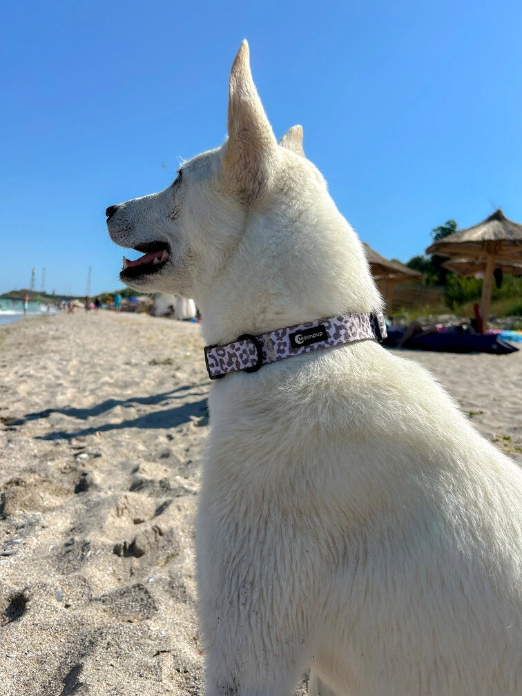 Husky purtand zgarda pentru caini safari spots pe plaja.