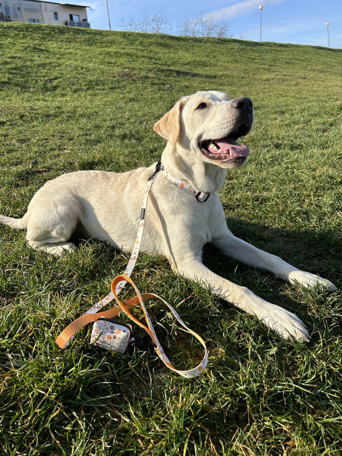 Labrador purtand setul cu zgarda si lesa flori oranj