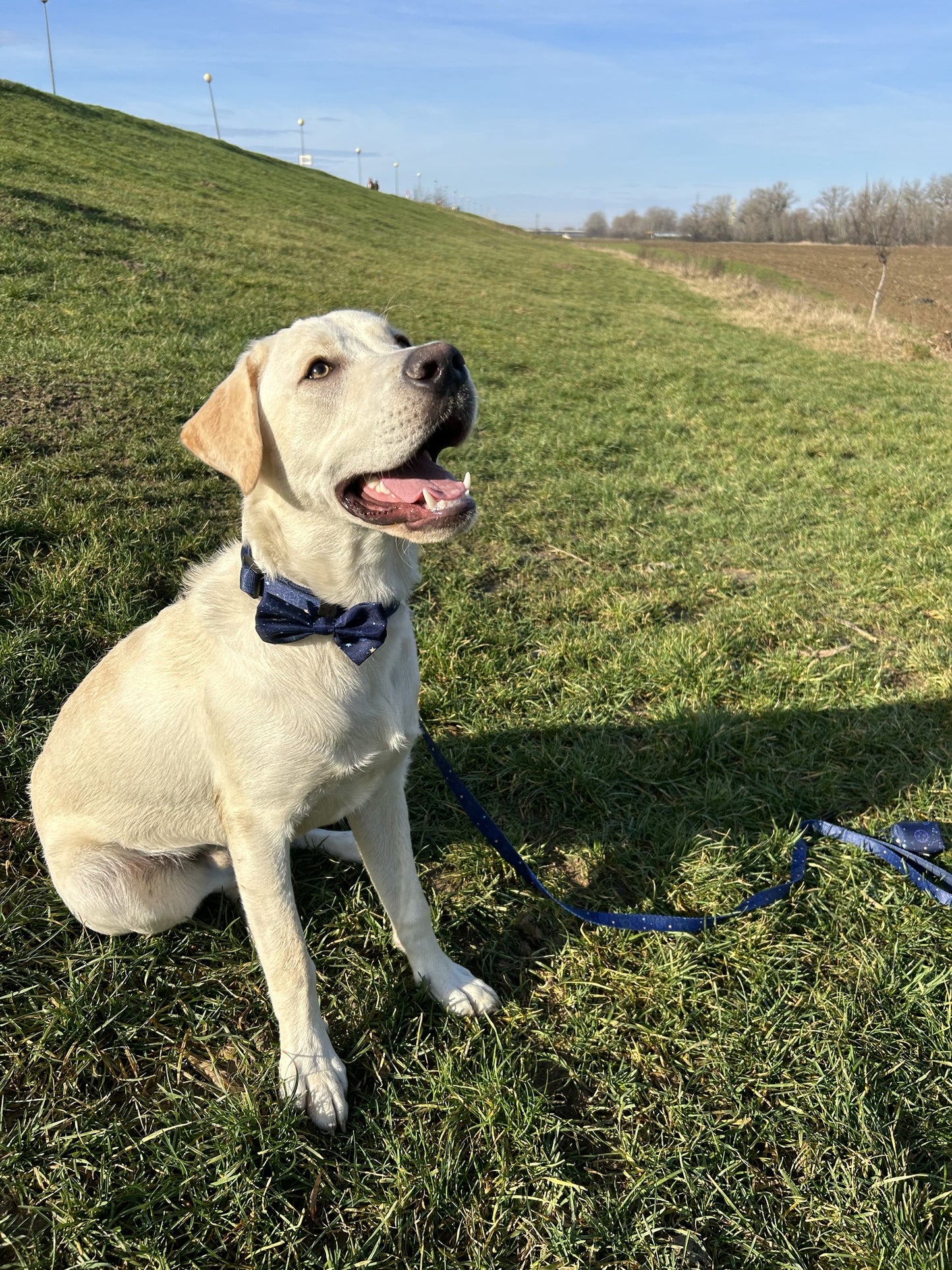 Labrador purtand setul cu zgarda, papion si lesa calatorie spatiala