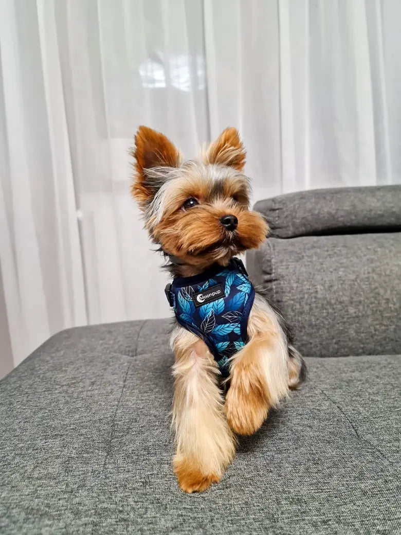 Yorkshire Terrier pitic purtand hamul Blue Jungle de la Moonpup – ham confortabil si reglabil pentru caini de talie mica, cu imprimeu tropical albastru, ideal pentru plimbari.