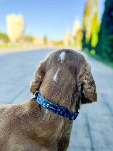 Zgarda reglabila pentru caini pe un Cocker spaniel