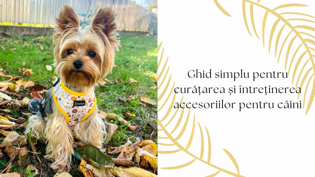 Ghid simplu pentru curatarea si intretinerea accesoriilor pentru caini