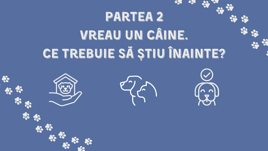 Modalitati prin care poti aduce un caine in viata ta, adapost sau canise