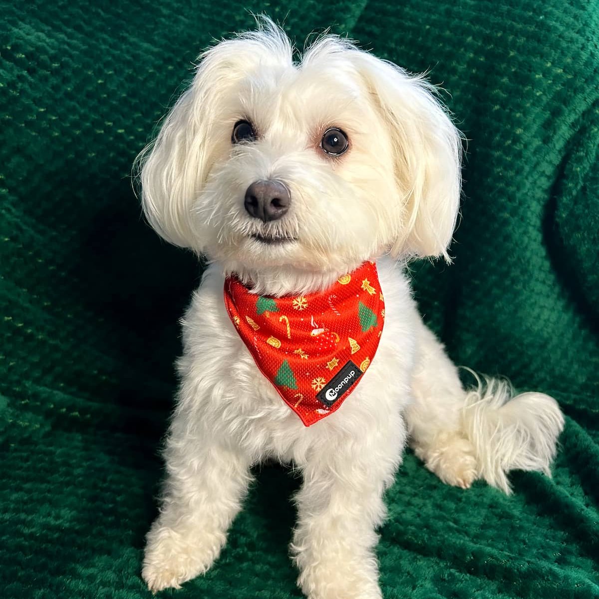 Bichon purtand bandana de craciun Merry & Bright