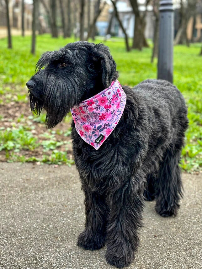 Schnauzer negru purtand bandana pentru caini roz, pink petals in parc. 