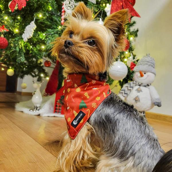 Yorkie purtand bandana de craciun Merry& Bright