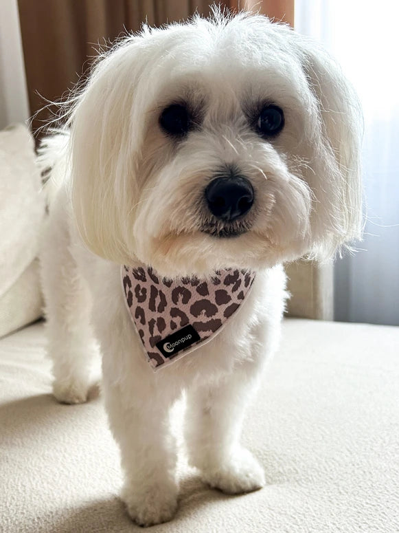 bandana pentru bichon safari spots. bandana animal print pentru bichon