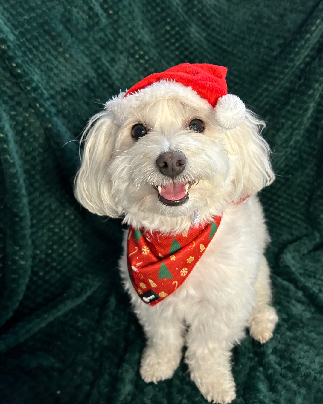 Bandană pentru câini de Crăciun - Merry and Bright, BNDMB 7