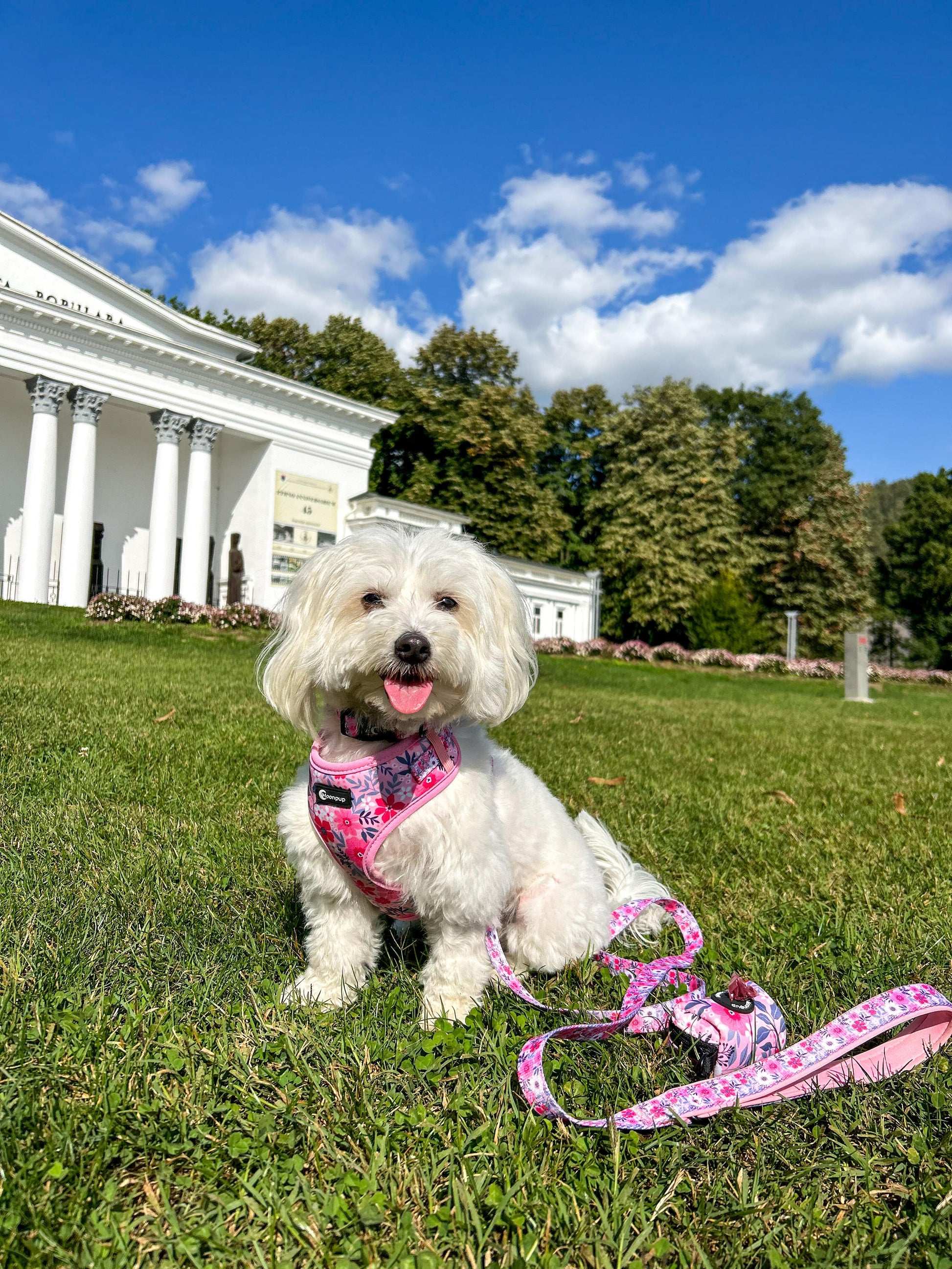 bichon purtand set de ham cu lesa roz in parc