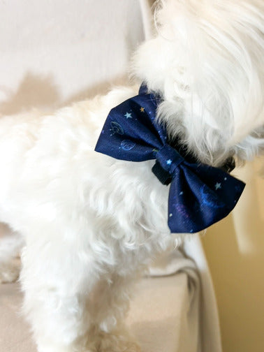 papion si zgarda caini pe bichon