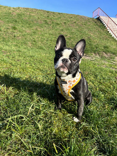 Buldog francez purtand hamul pentru caini flori oranj