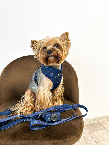 Yorkie purtand set cu ham pentru yorkshire terrier. Ham caini talie mica. Ham yorkshire terrier