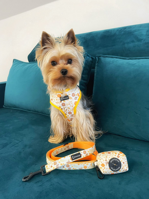 Yorkshire terrier purtand setul cu ham flori oranj pentru caini