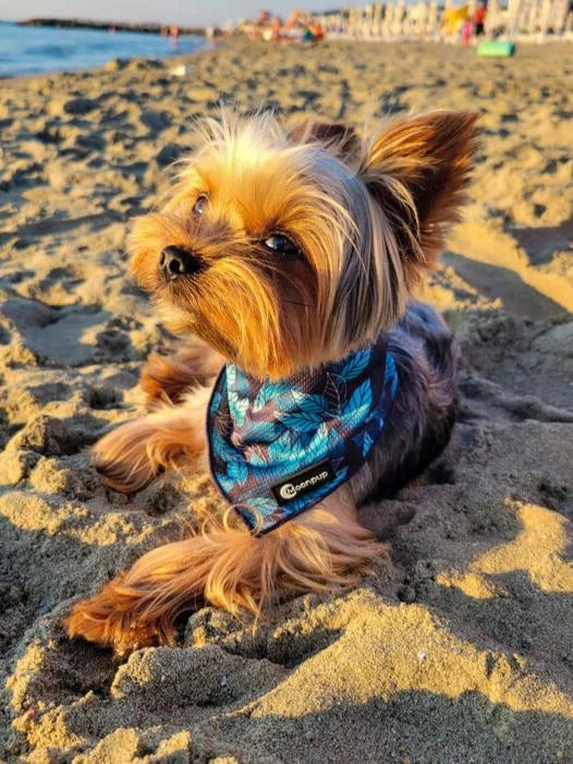 Yorkshire terrier purtand bandana pentru caini blue jungle, albastra, pe plaja.
